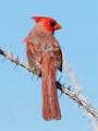 Northern Cardinal  Northern Cardinal : Northern Cardinal