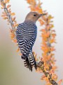 Gila Woodpecker  Gilded Flicker : Gilded Flicker