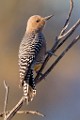 Gila Woodpecker  Gila Woodpecker : Gila Woodpecker