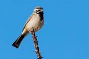 Black-throated Sparrow  Black-throated Sparrow : Black-throated Sparrow
