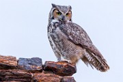 Great horned owl  Great horned owl : Great horned owl