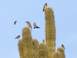 Desert Birds  Desert Birds : Desert Birds