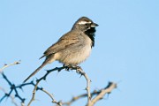 Black-throated Sparrow  Black-throated Sparrow : Black-throated Sparrow