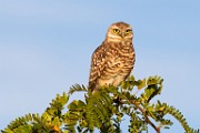 Burrowing Owls  Burrowing Owls : Burrowing Owls