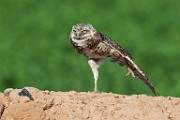 Burrowing Owls  Burrowing Owls : Burrowing Owls