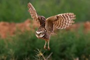 Burrowing Owls : burrowing owls