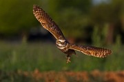 Burrowing Owls : burrowing owls