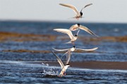 Forster's Tern - Sea of Cortez  Forster's Tern