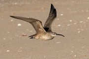 Curlew - Sea of Cortez  Curlew