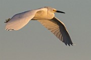 Snowy Egret - Sea of Cortez  Snowy Egret