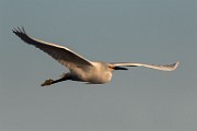 Snowy Egret - Sea of Cortez  Snowy Egret