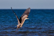 Blue Heron - Sea of Cortez  Blue Heron