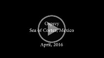 Osprey of Sea of Cortez.prproj