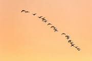 Canon 5DSR Test Shots - Canadan Geese Migration