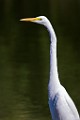 Canon 5DSR Test Shots - Great Egret : Great Egret