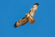 Canon 5DSR Test Shots - Red-tailed Hawk