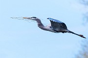 Colorad Birds  Great Blue Heron : Great Ble Heron