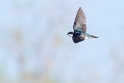 Colorad Birds  Tree Swallow : Swallow