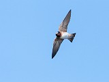 Colorad Birds  Barn Swallow : Swallow