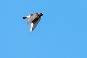 Colorad Birds  Barn Swallow : Swallow