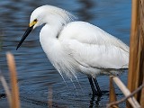 Colorad Birds  Snowy Egret