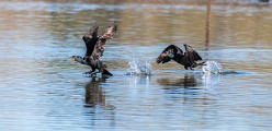 Colorad Birds  Double-crested Cormorant