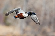 Colorado Birds - Northern Shoveler  Colorado birds
