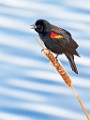 Colorado Birds - Red-winged Blackbird  Colorado birds