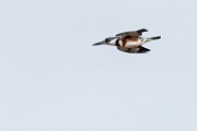 Colorado Birds - Belted Kingfisher  Colorado birds