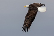 Colorado Birds - Bald Eagle  Colorado birds