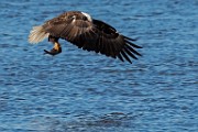 Colorado Birds - Bald Eagle  Colorado birds