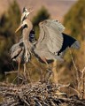 Colorado Birds - Great Blue Heron  Colorado birds