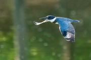 Belted Kingfisher  Belted Kingfisher : Belted Kingfisher
