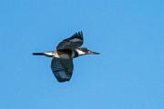 Belted Kingfisher  Belted Kingfisher : Belted Kingfisher