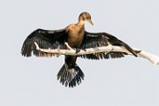 Double-crested Cormorant  Double-crested Cormorant : Double-crested Cormorant