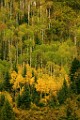 CO Fall Colors  CO Fall Colors : CO Fall Colors