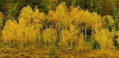 CO Fall Colors  CO Fall Colors : CO Fall Colors