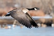 Colorado Birds  Canada Goose : Canada Goose