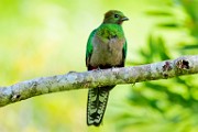 Costa Rica  Resplendent Quetzal - Female : Resplendent Quetzal - Male