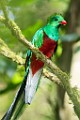Costa Rica  Resplendent Quetzal - Male : Resplendent Quetzal - Male