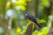 Costa Rica  Tropical Kingbird : Tropical Kingbird