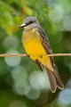 Costa Rica  Tropical Kingbird : Tropical Kingbird