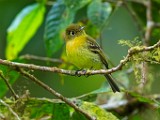 Costa Rica  Yellowish Flycatcher : Yellowish Flycatcher