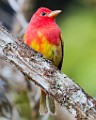 Costa Rica  Summer Tanager : Summer Tanager