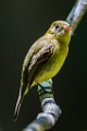 Costa Rica  Yellow-bellied Flycatcher : Yellow-bellied Flycatcher