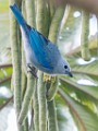 Costa Rica  Blue-gray Tanager : Blue-gray Tanager