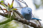 Costa Rica  Blue-gray Tanager : Blue-gray Tanager