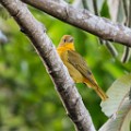 Costa Rica  Yellow Warbler : Yellow Warbler