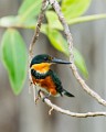 Costa Rica  Pygmy Kingfisher : Pygmy Kingfisher