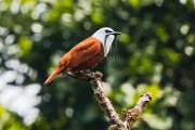 Costa Rica  Three-wattled Bellbird : Three-wattled Bellbird